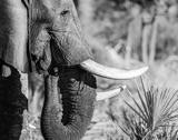 Vumbura - Elephant Eating Palm Nuts